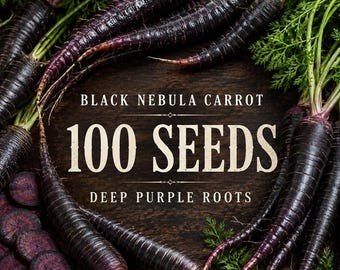 100 semillas de zanahoria Black Nebula / Zanahoria tradicional de color púrpura intenso / Semillas únicas de hortalizas de jardín / Cultivo de raíz colorido