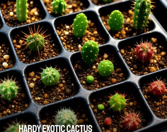 50 Hardy Exotic Cactus Seeds Mix Rare Succulent Variety Drought-Tolerant Ornamental Desert Plant Seeds