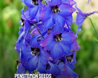 200 Penstemon Seeds Heirloom NON-GMO Perennial Wildflower Hummingbird & Pollinator Garden Seeds