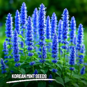 600 Korean Mint Seeds Heirloom NON-GMO Fragrant Pollinator Plant Fresh Garden Seeds for Borders & Herb Gardens