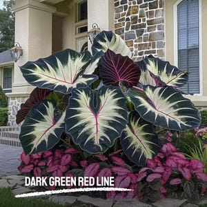 100 semi di Caladium a vena rossa: fogliame ornamentale verde scuro, bonsai tropicale