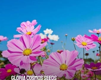100 Gloria Cosmos Seeds: Heirloom Non-GMO Flower Seeds for Pollinators