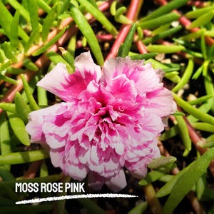 250 Moss Rose Pink Seeds | Portulaca grandiflora Heirloom Succulent | Drought-Tolerant Blooms