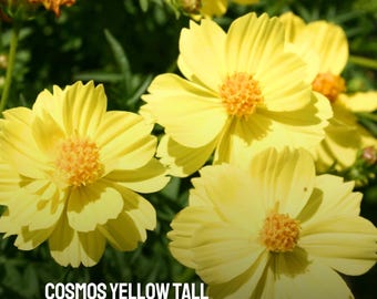 90 Cosmos Yellow Sulphur Seeds NON-GMO Heirloom Tall Golden Blooms Pollinator-Friendly Summer Annual Flowers