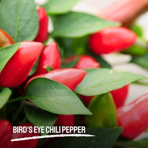 25 Bird’s Eye Chili Pepper Seeds Heirloom NON-GMO Hot Small Peppers for Containers & Garden Growing