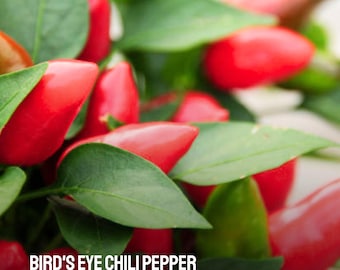 25 Bird's Eye Chili Pepper Seeds: Heirloom Hot Peppers voor containertuinen