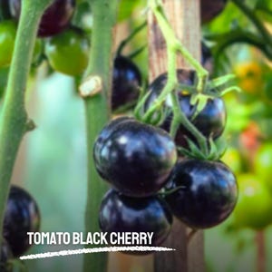 20 Black Cherry Tomato Seeds | Heirloom GMO-Free | Sweet Mini Tomatoes | Solanum lycopersicum