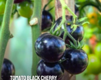 20 Black Cherry Tomato Seeds | Heirloom GMO-Free | Sweet Mini Tomatoes | Solanum lycopersicum
