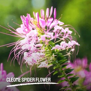 Puede incluir: Primer plano de una flor de araña Cleome, con delicados pétalos rosas y largos y finos estambres. El fondo es borroso y verde, con el texto "CLEOME SPIDER FLOWER" en la parte inferior.
