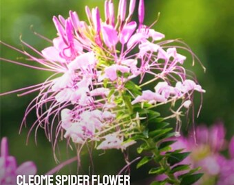 Vernis à Ongles Semi-permanent Violet Vif 5ml : Semi-permanent Coloré - Foto 11