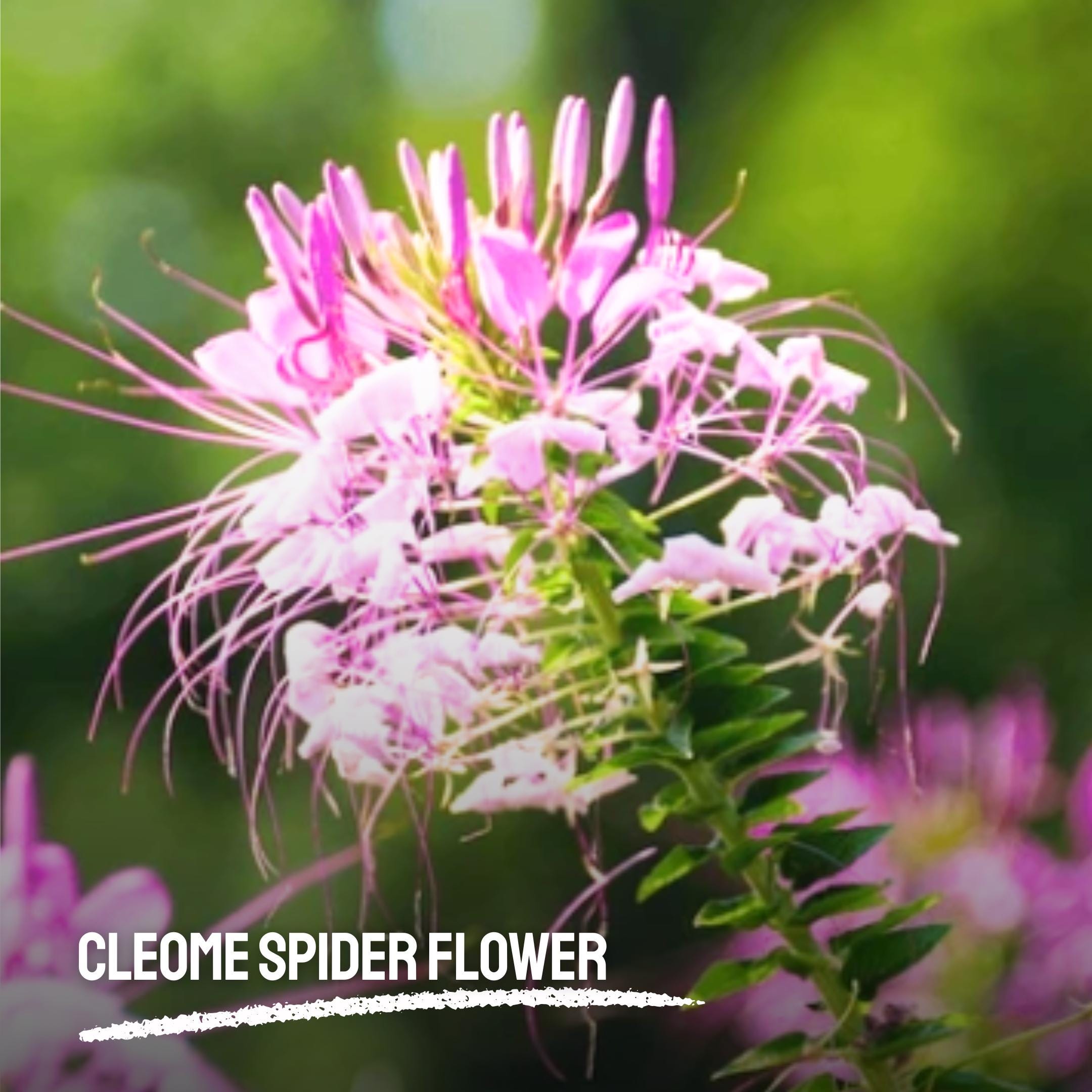 blue flower seeds Bachelor Button 