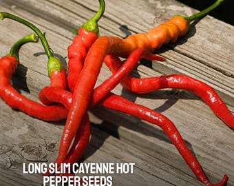 25 semillas de pimienta de cayena largas y delgadas: pimientos rojos picantes tradicionales