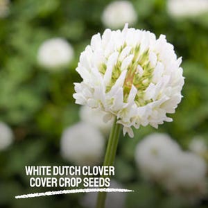 150 White Dutch Clover Seeds Heirloom Non-GMO Ground Cover Fresh Cover Crop Flower Seeds Lawn Alternative