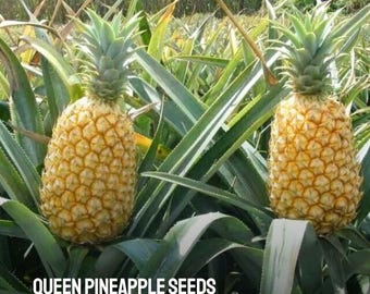 15 Seeds Queen Pineapple Seeds: Rare Tropical Fruit, Exotic Garden