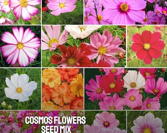 70 Cosmos Flower Seed Mix: Heirloom Non-GMO Garden Blooms