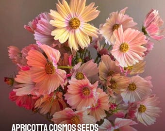 200 Apricotta Cosmos Samen NON-GMO Erbstück Einzigartige Aprikosen-Rosa Blüten Bestäuber Freundliche Gartenblumensamen