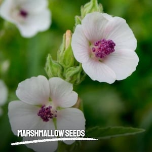 50 Marshmallow Seeds Heirloom Non-GMO Garden Seeds Soothing Ornamental Herb with Pale Pink Blooms
