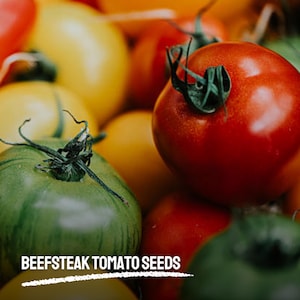 50 Beefsteak Tomato Seeds Heirloom NON-GMO Vegetable Large Juicy Tomatoes for Garden Fresh & Easy to Grow