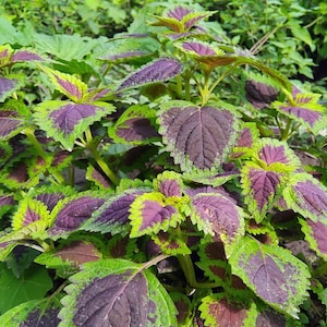 Colored Coleus 50 Seeds – Easy-to-Grow, Colorful Foliage for Gardens & Pots Coleus Blumei
