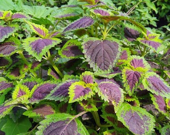 Colored Coleus 50 Seeds – Easy-to-Grow, Colorful Foliage for Gardens & Pots Coleus Blumei