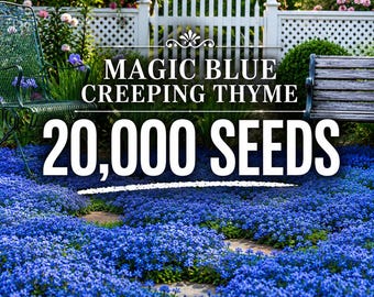 Peut inclure: Un jardin avec un tapis dense de petites fleurs bleues et le texte MAGIC BLUE CREEPING THYME 20,000 SEEDS. Le couvre-sol est parsemé de dalles en pierre, encadré par une chaise en métal vert et un banc en bois dans le fond.