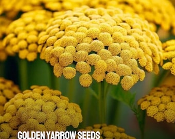 300 Golden Yarrow Seeds Heirloom Non-GMO Bright Yellow Perennial Flowers Drought Tolerant Pollinator-Friendly