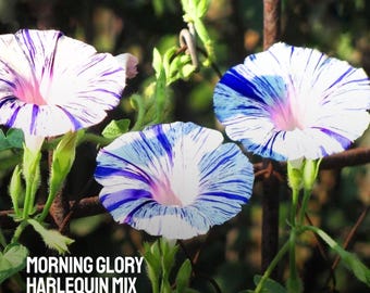 May include: Close-up of three morning glory flowers. The flowers have white petals with blue and purple stripes radiating from the center. The center of the flowers is a soft pink. The text "MORNING GLORY HARLEQUIN MIX" is at the bottom.