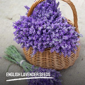 1200 English Lavender Seeds: Fragrant Purple Heirloom Flower, Non-GMO