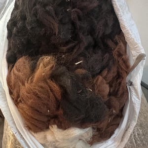 May include: A large white plastic bag filled with raw alpaca fiber in various shades of brown, black, and white. The fiber appears soft and fluffy, suitable for spinning or crafting projects.