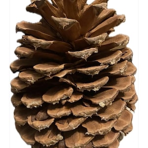 Może przedstawiać: Duży, brązowy szyszkowaty z szorstką, fakturowaną powierzchnią. Szyszkowaty jest zamknięty i ma wiele łusek.