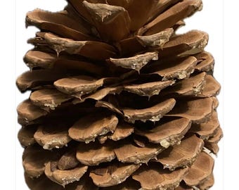 4-6” Natural Pinecones