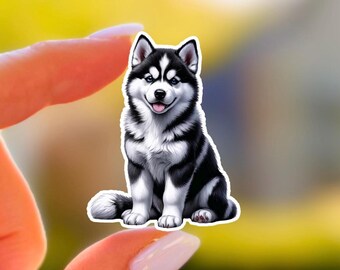 Könnte beinhalten: Ein Aufkleber mit einem lächelnden Siberian Husky-Hund mit schwarz-weißem Fell und blauen Augen. Der Hund sitzt mit herausgestreckter Zunge. Der Aufkleber hat einen weißen Rand.