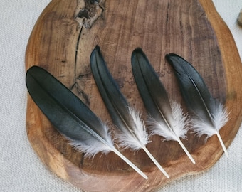 Cormorant Craft Feathers, Ethically Sourced Molt Feathers, Iridescent Black Natural Plumage