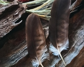 Una pluma de ala, plumas raras, muda natural
