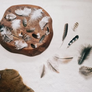 variety feather set, bop feather crafts, natural molt feathers ethically sourced, boho feathers