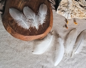 Swan Feather Sets, White Feathers, Natural Molt Mute Swan, Ethically Sourced