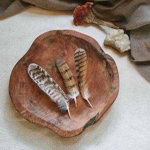 tail feather set, feather crafts, natural molt owl tail feathers ethically sourced, cleansed and restored