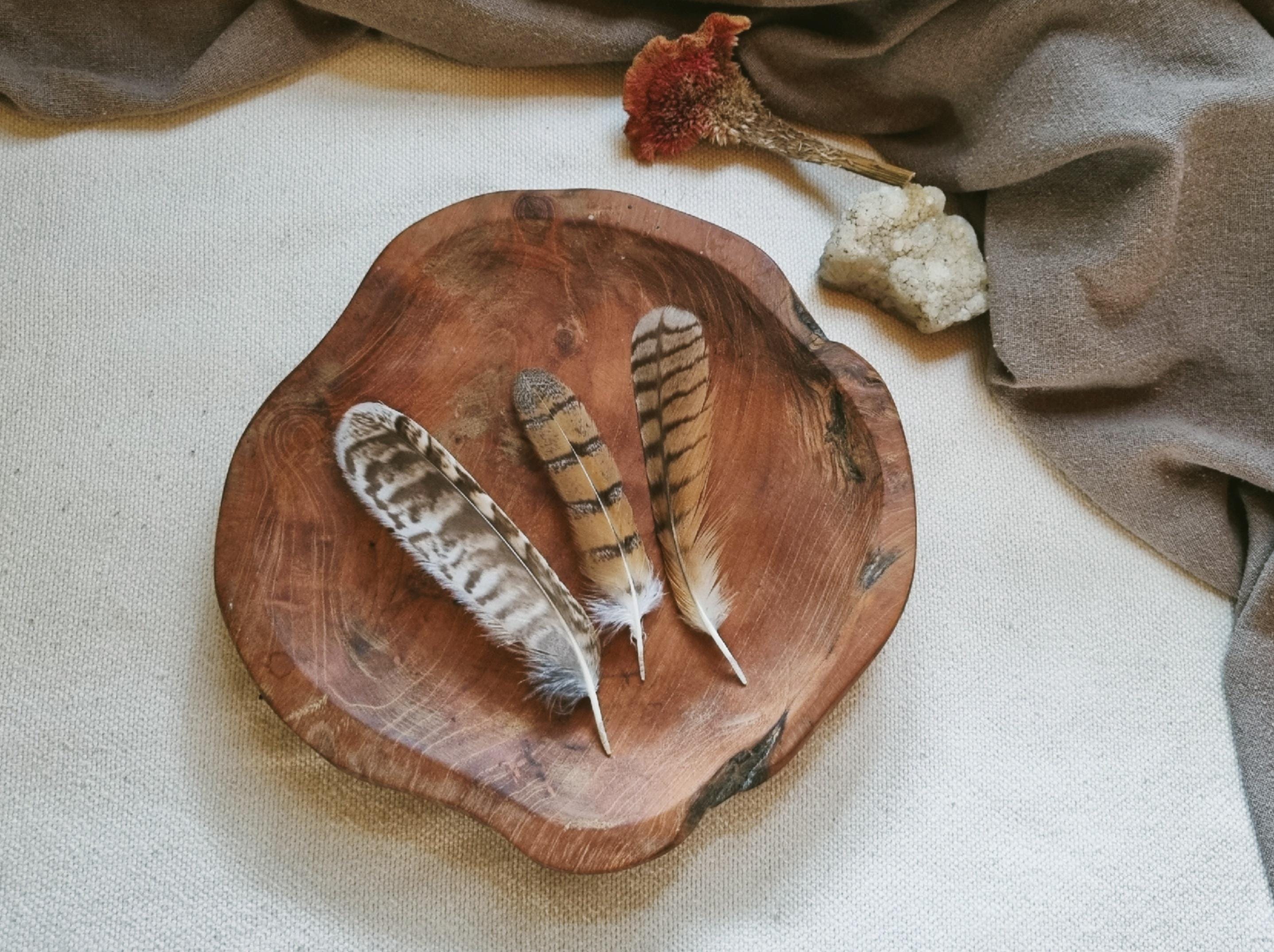 Owl Tail Feather Set: Ethically Sourced, Cleansed & Restored