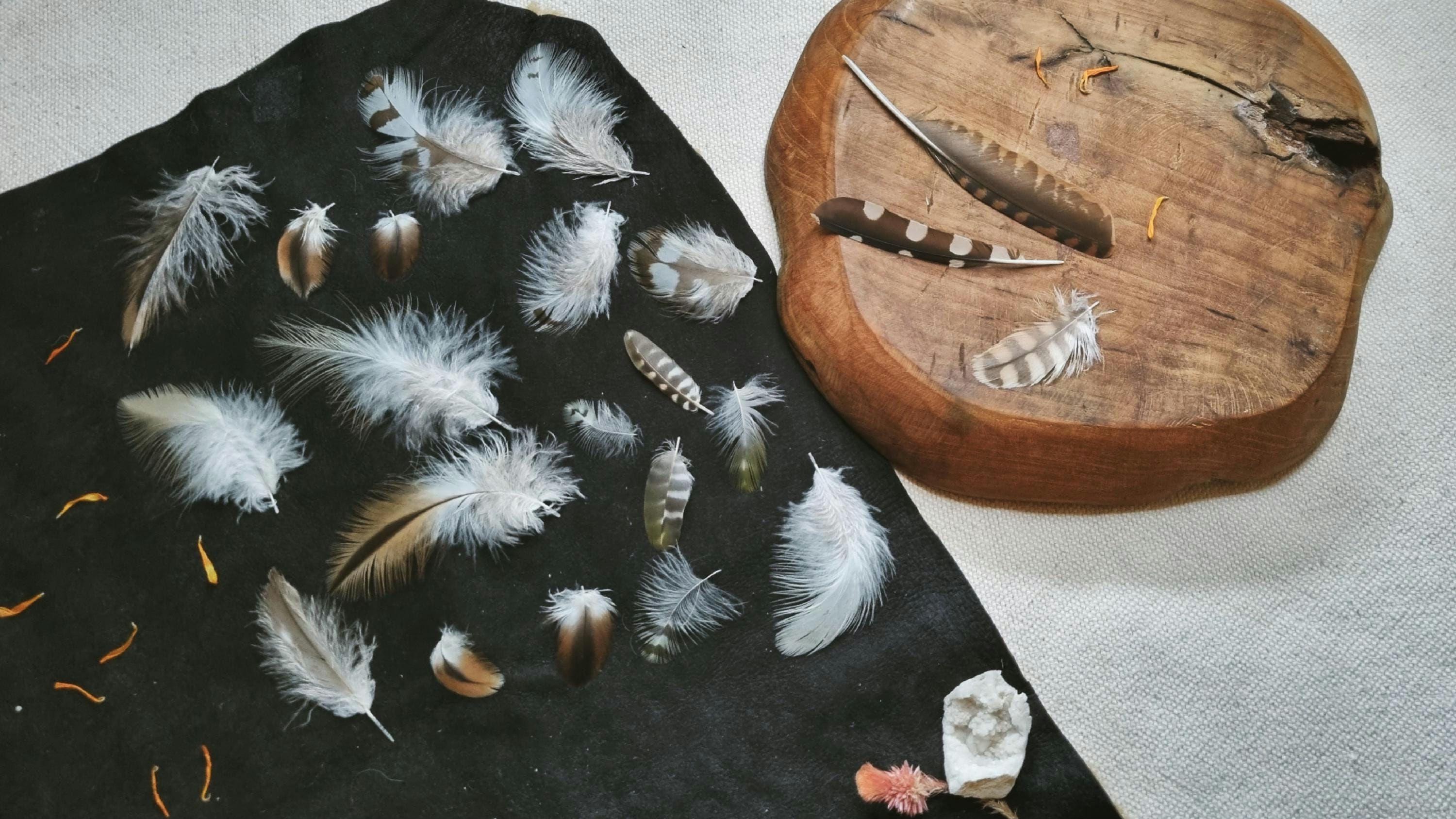 rare craft feathers, set of 20, natural molt feathers ethically sourced, cleansed and restored