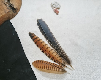 Coucal Feather: Rare Ethical Molt Feathers for Smudging