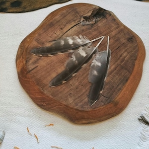 one feather, natural molt owl feathers ethically sourced, cleansed and restored
