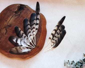 Sparrowhawk Feather, Hawk Wing Feathers, Smudge Feathers, Ethically Sourced