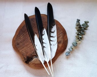 One Wing Feather, Buzzard Feathers, Hawk Totem