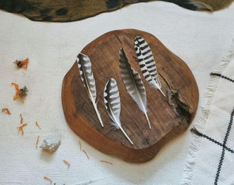 Curlew Feathers, Water Bird, Stripped Feather Set, Natural Molt