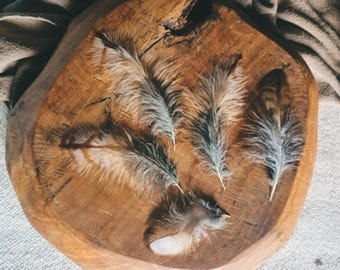 Small Owl Feathers, Natural Molt Tawny Owl Feather Set, Imperfect
