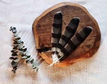 Sparrowhawk Tail Feather, Hawk Totem, Tail Feathers