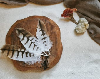 RARE Feather, Natural Molt Kite Feather Ethically Sourced