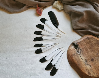 Australian magpie feathers - boho ethical feather, feather collector, smudge feathers, craft feathers