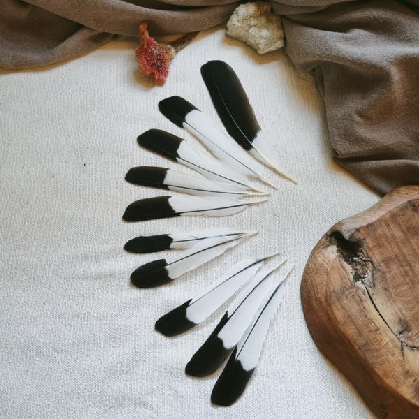 Plumes de pie australienne : plumes artisanales éthiques noires et blanches