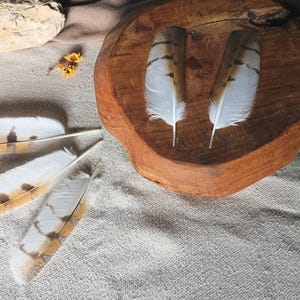 Mjuk fjäder, naturlig ruggning, uggletotem